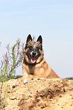 MALINOIS 352